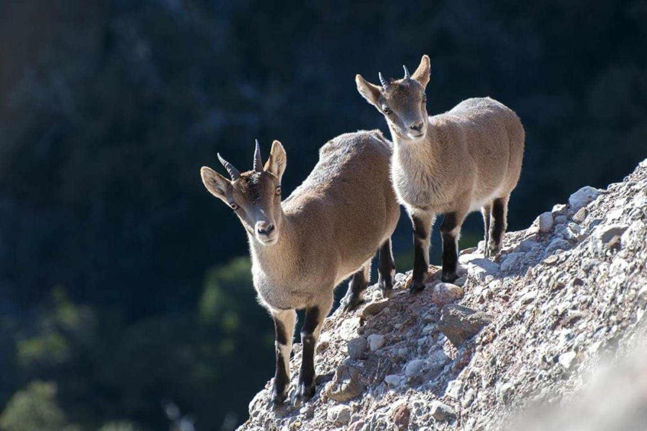 Xalet De La Muntanya El Brucmontserrat Екстериор снимка